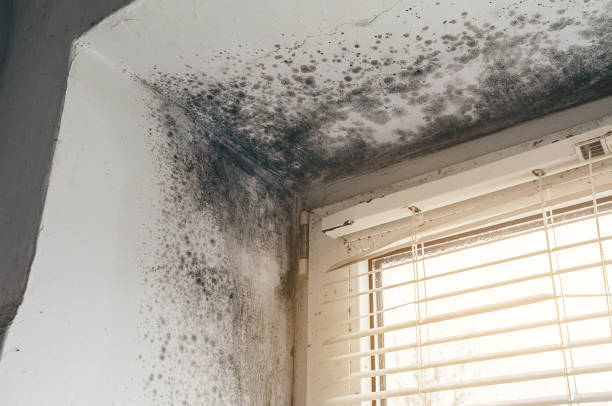 Trusted Black Mold Removal service in Kempton, PA - Cheap Mold Removal