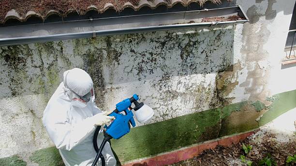 Top rated local Basement Mold Removal specialists in Kempton, PA